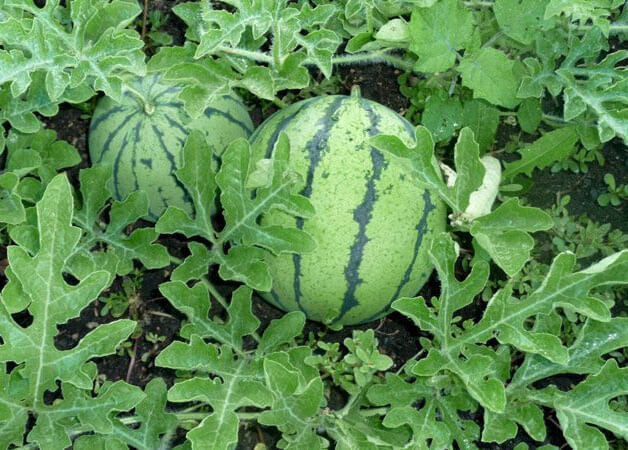 Tả quả dưa hấu