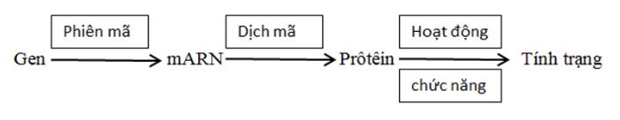 Lý thuyết Sinh học 9