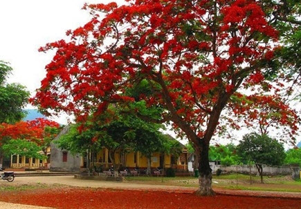 Miêu tả hàng phượng vĩ và tiếng ve vào một ngày hè