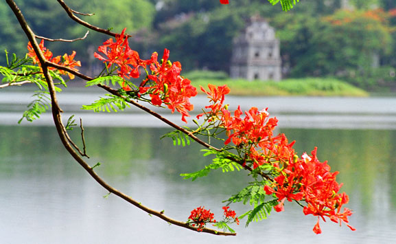 Biểu cảm loài cây e thích