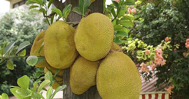 Thuyết minh về cây Mít ở quê em