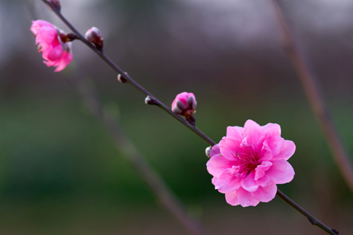 Lập dàn ý Bài viết số 5 lớp 6