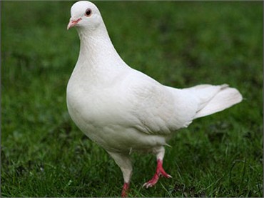 Tập làm văn lớp 2: Tả con chim bồ câu