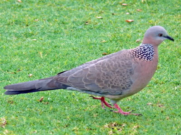 Văn mẫu lớp 2: Tả con chim cu gáy