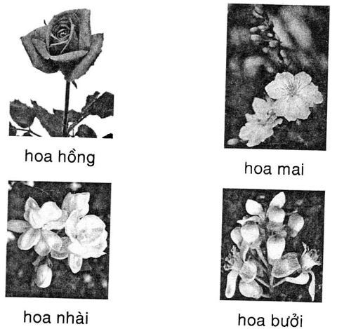 Giải vở bài tập Tiếng Việt 1 tập 2: Tập đọc: Hoa ngọc lan