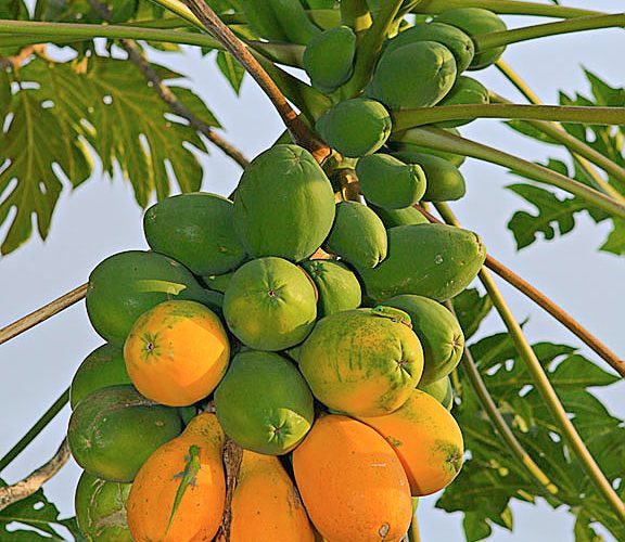 Lập dàn ý miêu tả một cây ăn quả