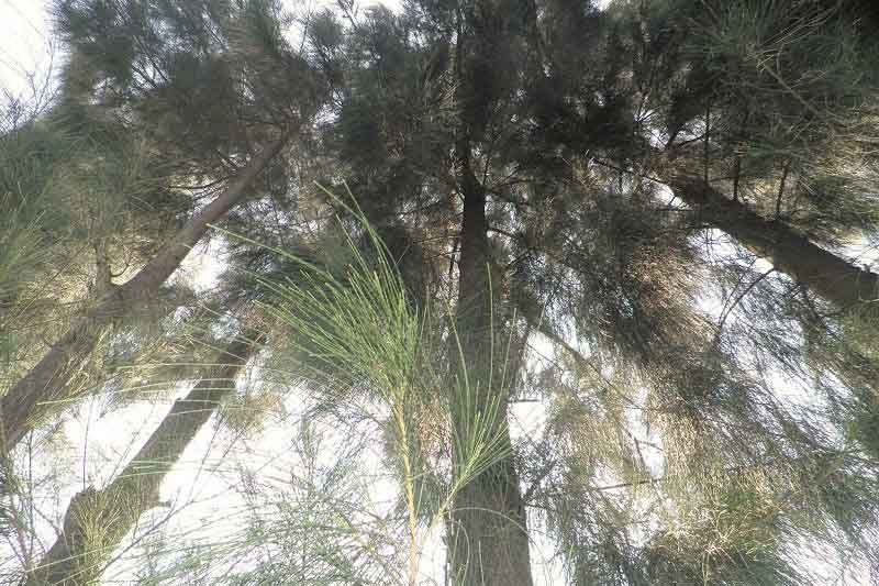 Thuyết minh về cây phi lao ở quê em