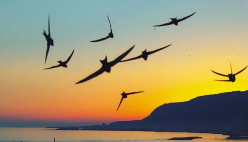 Văn mẫu lớp 2: Tả chim Én