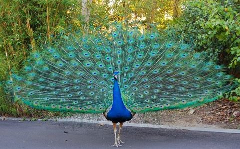 Văn mẫu lớp 2: Tả con Công