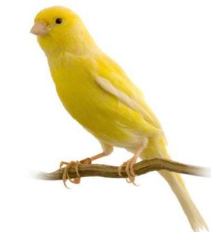 Tả con chim Hoàng Yến