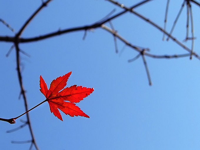 Suy nghĩ của em về tình bạn trong văn bản Chiếc lá cuối cùng của O Hen-ri