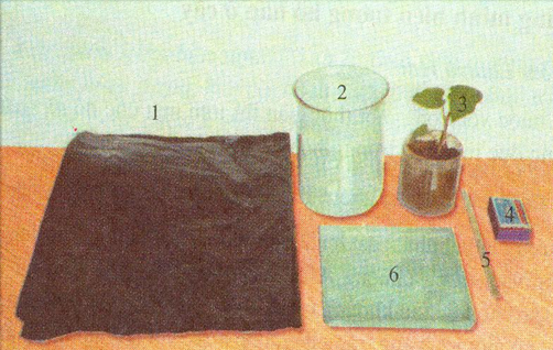 Lý thuyết Sinh học lớp 6 bài 23