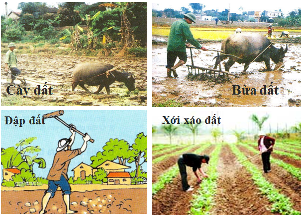 Lý thuyết Sinh học lớp 6 bài 23