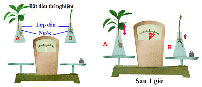 Lý thuyết Sinh học lớp 6 bài 24