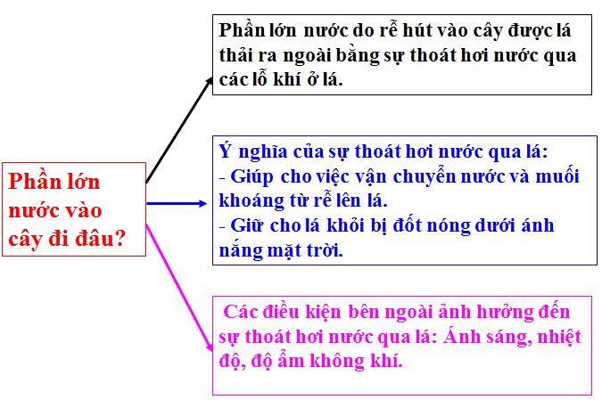 Lý thuyết Sinh học lớp 6 bài 24