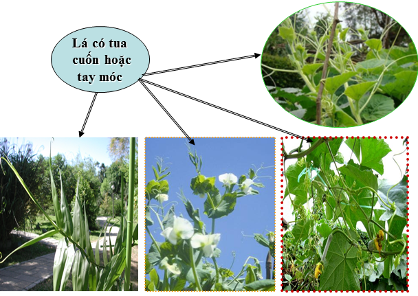 Lý thuyết Sinh học lớp 6 bài 25