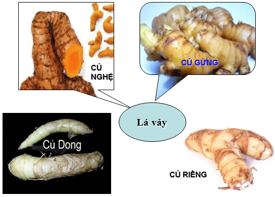 Lý thuyết Sinh học lớp 6 bài 25