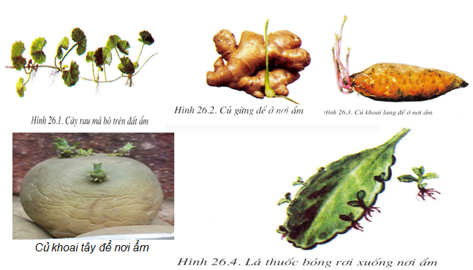 Lý thuyết Sinh học lớp 6 bài 26