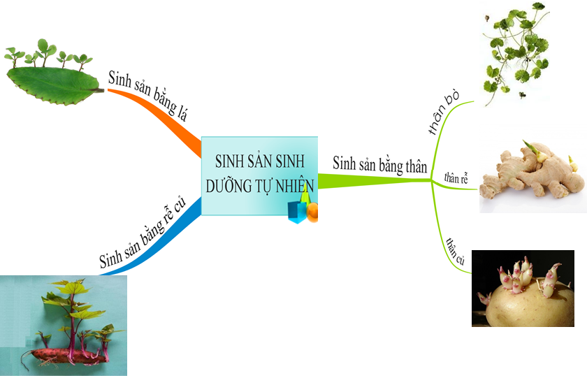 Lý thuyết Sinh học lớp 6 bài 26
