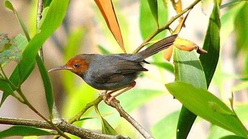 Văn mẫu lớp 2: Tả chim chích bông