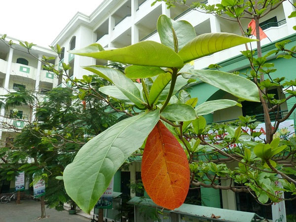 Tả cây bàng trên sân trường em