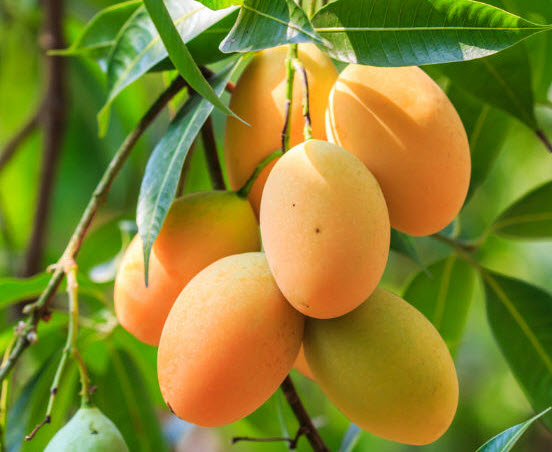 Viết một đoạn văn khoảng 5 câu về một loại trái cây mà em thích