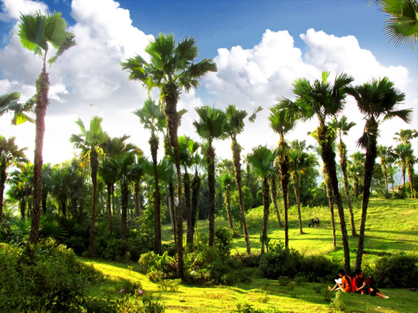 Thuyết minh cây cọ