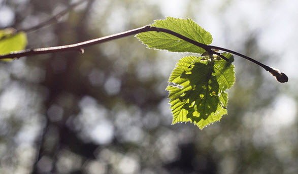 Nghị luận lá lành đùm lá rách