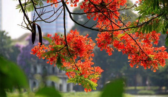 Tả lá hoa phượng lớp 4