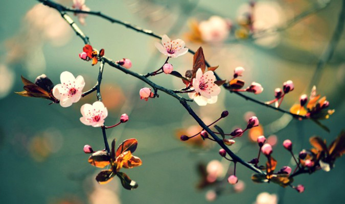 Cảm nhận về mùa xuân