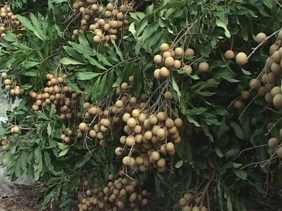 Tả cây nhãn vườn nhà em