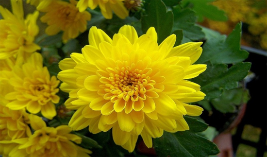 Dàn ý miêu tả cây hoa cúc