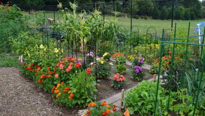 Cảm nghĩ về khu vườn nhà em