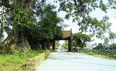 Tả cây đa làng em