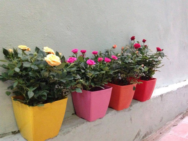 Tả chậu cây hồng