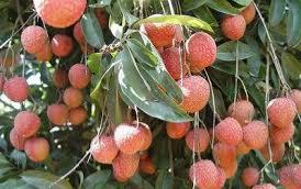 Tả cây vải thiều quê em