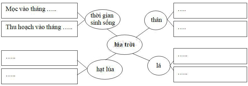 Giải Cùng em học Tiếng Việt lớp 5 tuần 14: Đề 1