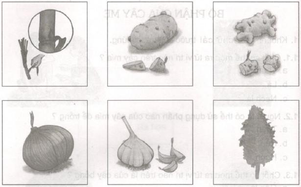 Giải Vở bài tập Khoa học lớp 5 bài 54