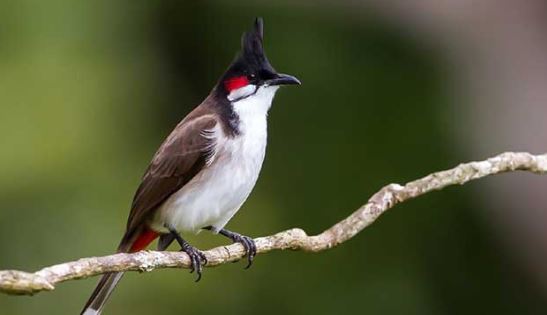 Văn mẫu lớp 2: Tả chim chào mào