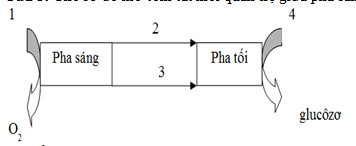 Đề kiểm tra 1 tiết lớp 11 môn Sinh học chương 1 - Đề số 5