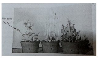 Đề kiểm tra 1 tiết lớp 11 môn Sinh học chương 2 - Đề số 3