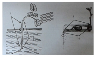 Đề kiểm tra 1 tiết lớp 11 môn Sinh học chương 2 - Đề số 3