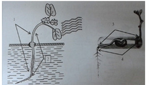 Đề kiểm tra 15 phút lớp 11 môn Sinh học chương 2 - Đề số 6
