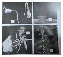 Đề kiểm tra 15 phút lớp 11 môn Sinh học chương 2 - Đề số 9