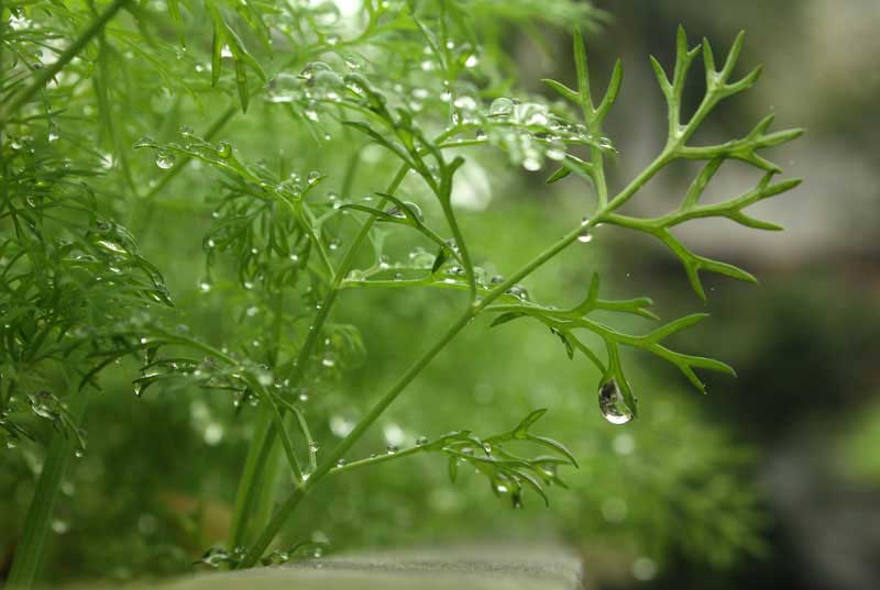 Tả mưa xuân xứ Bắc