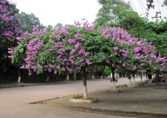 Tả cây bằng lăng