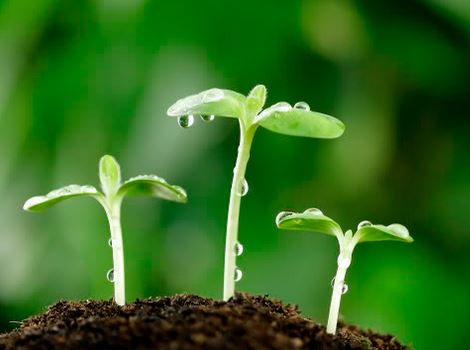 Phân tích câu "Một cây làm chẳng nên non, ba cây chụm lại nên hòn núi cao"