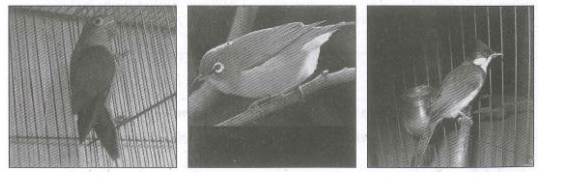 Bài tập nâng cao Tiếng Việt 2