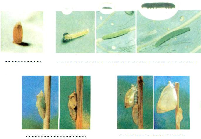 Giải Vở bài tập Khoa học lớp 5 bài 56