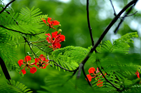 Kỉ niệm với cây phượng